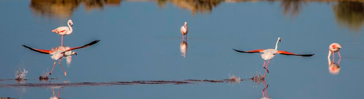 Flamingos in the marshes of Coto de Doñana