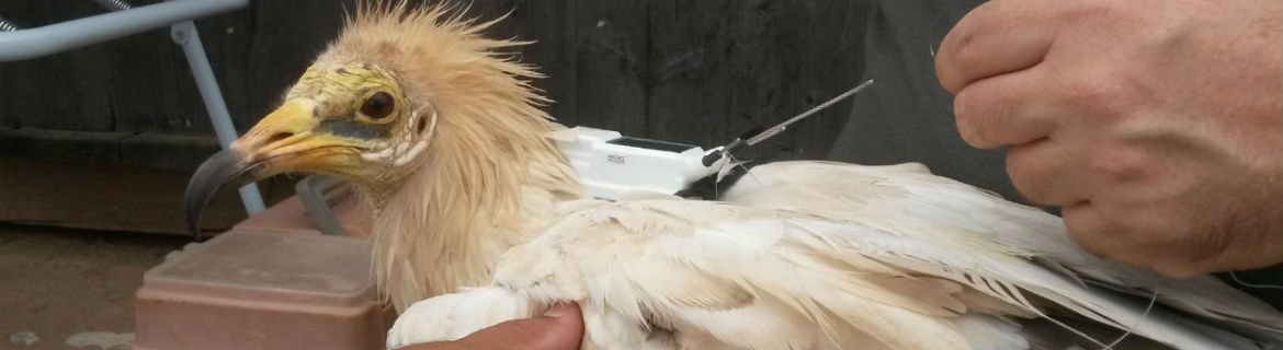 Vulture treated by a veterinarian