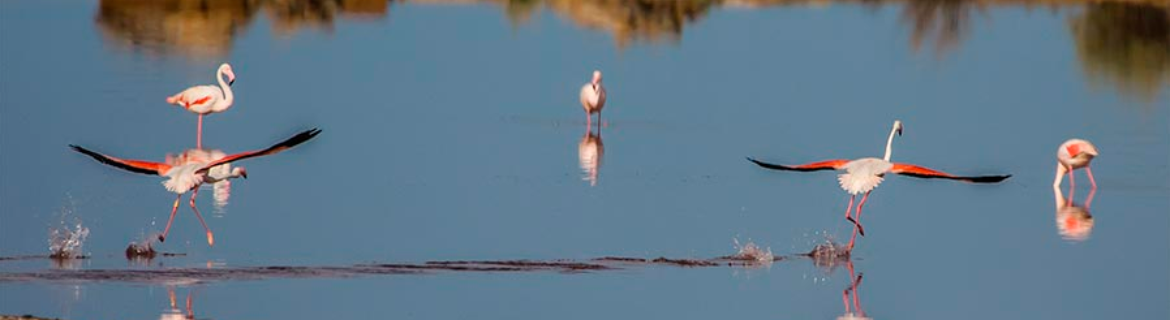 Flamencs en el mareny del Vedat de Doñana